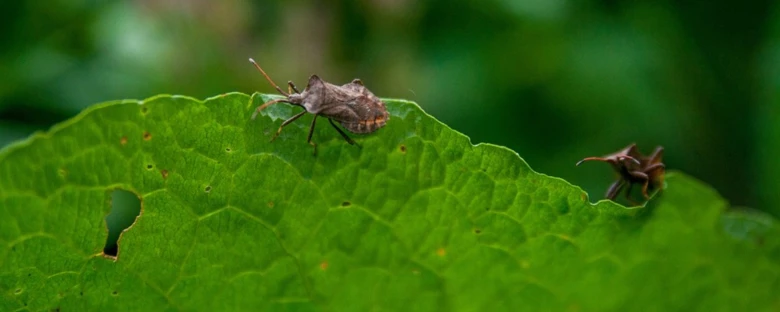 The brown marmorated stink bug 