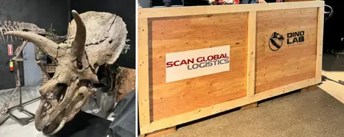 Triceratops fossil beside a Scan Global Logistics shipping crate prepared for secure transport.