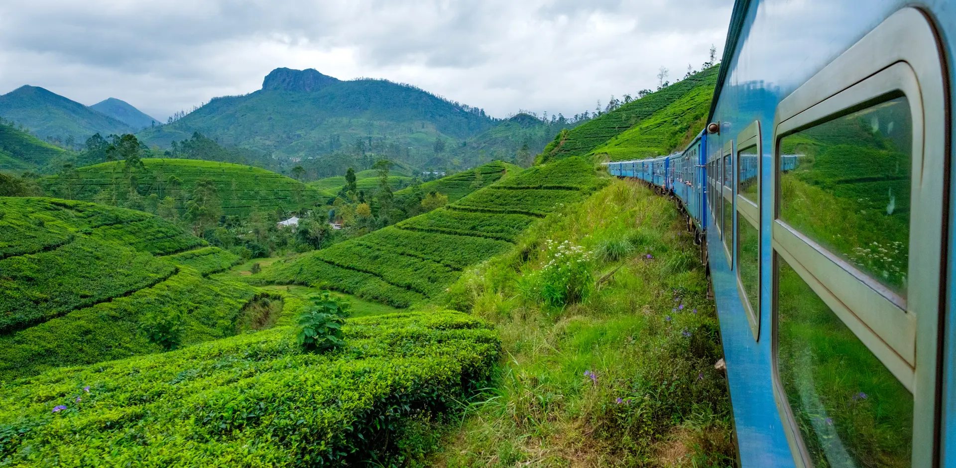 train-through-green-tea-plantations