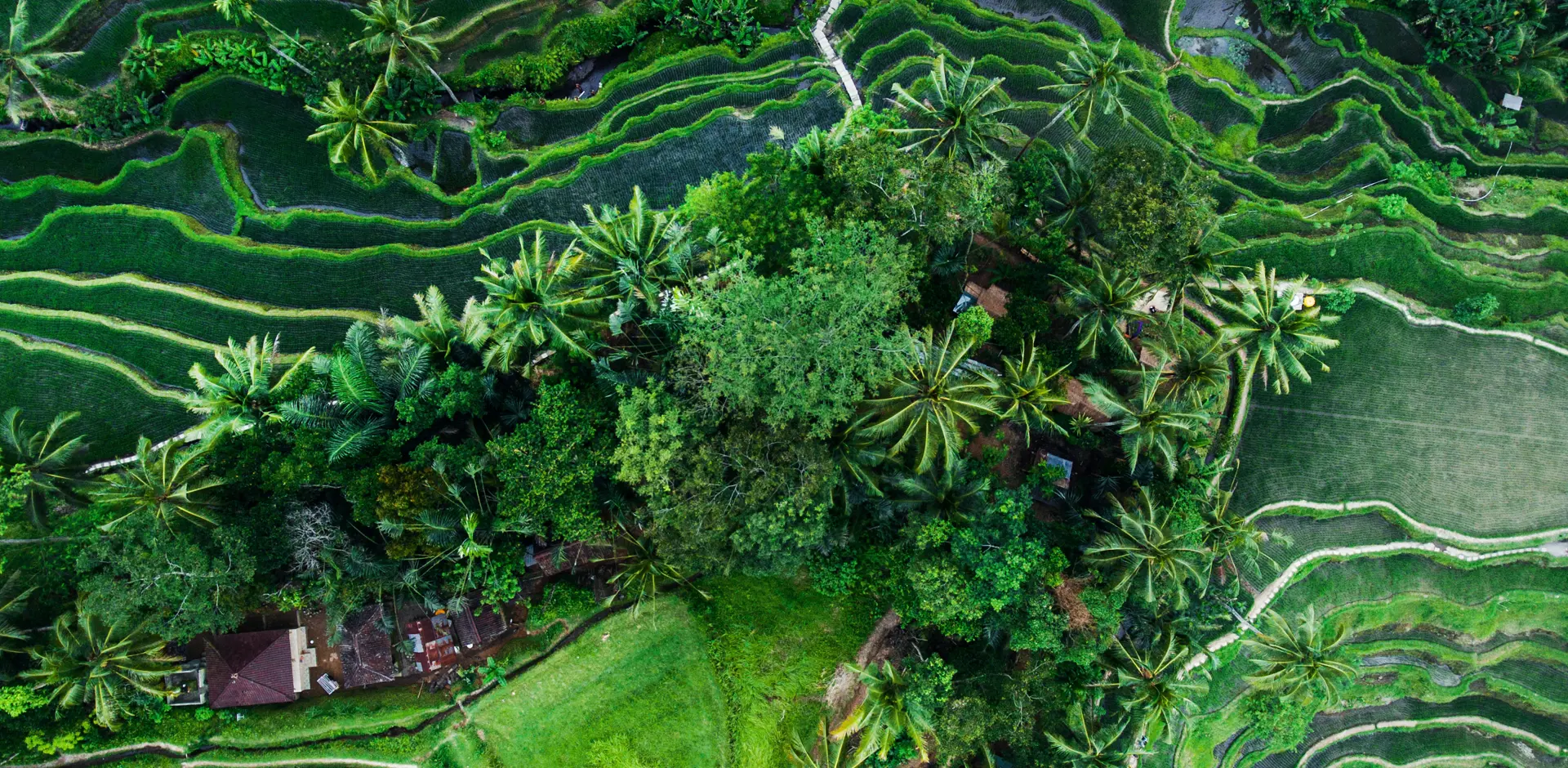 indonesia-rice-terraces-aerial-view